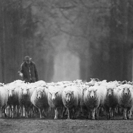 Zwart-wit foto van een herder met een grote groep schapen op een bosrijke bospad