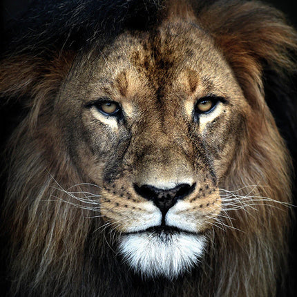 Close-up gezicht van een leeuw met donkere manen en scherpe blik in natuurlijk licht