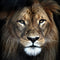 Dieren