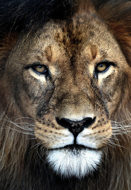 Collection image for: Dieren
