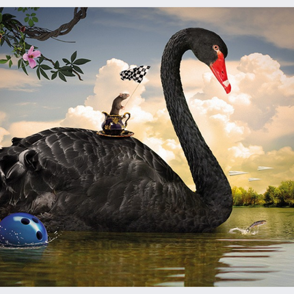 zwaan