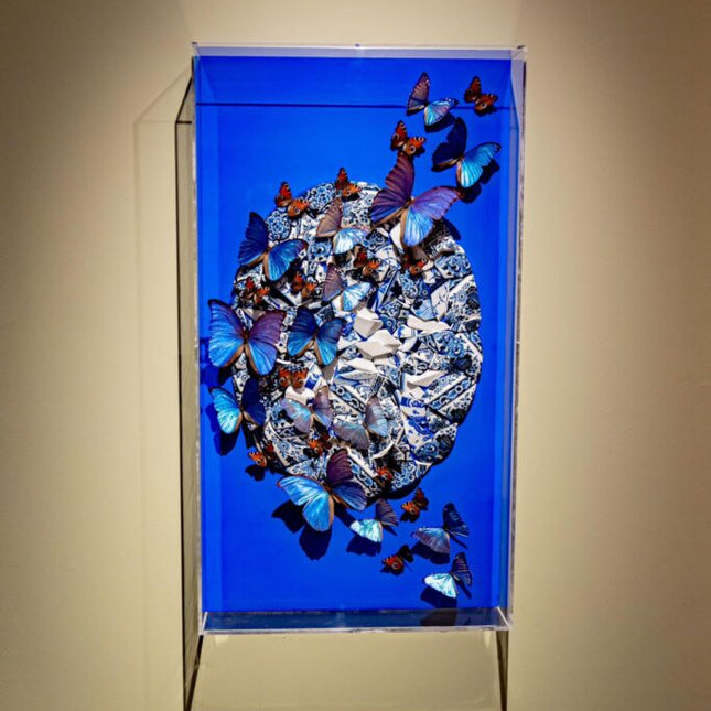 'Blue Wonder'