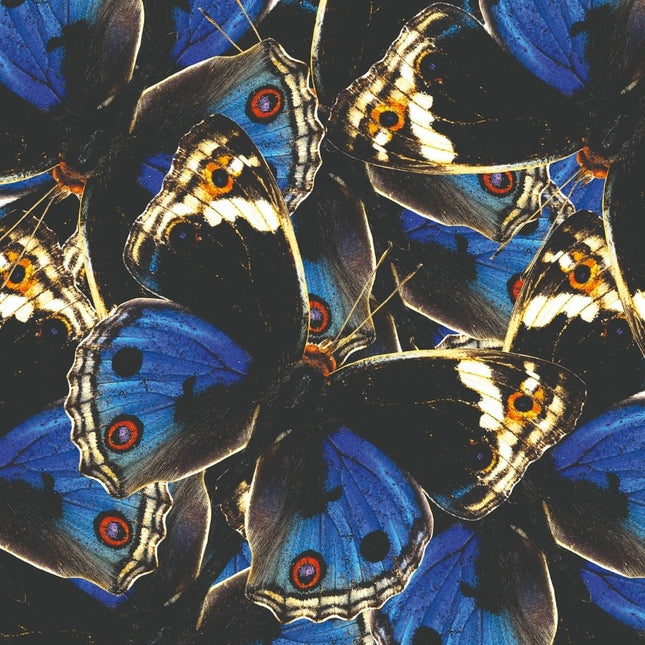 Schilderij 'Blue and Black Butterflies'