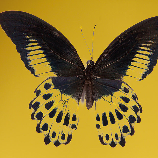 Aluart schilderij 'Troides vlinder'