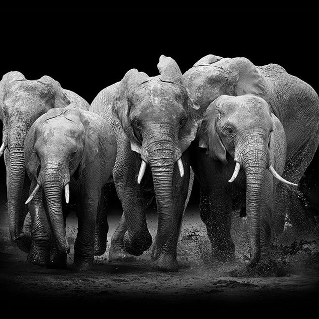 Aluart schilderij 'The Elephants Group'