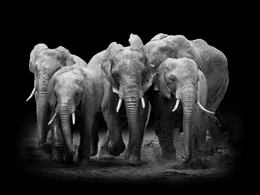 Schilderij 'The Elephants Group'