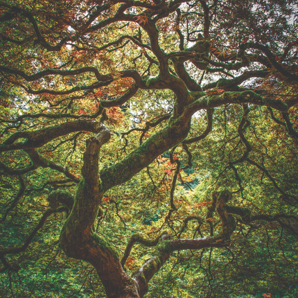 Aluart Schilderij 'Japanese Maple'