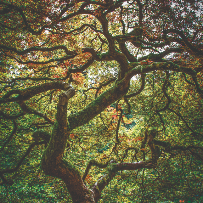Aluart Schilderij 'Japanese Maple'