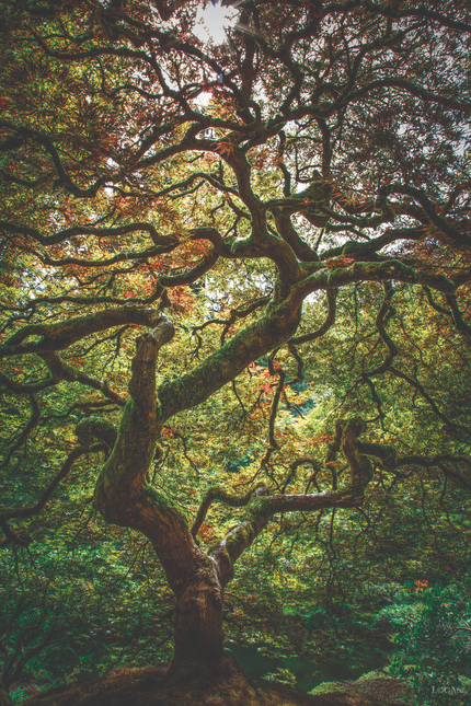 Schilderij 'Japanese Maple'