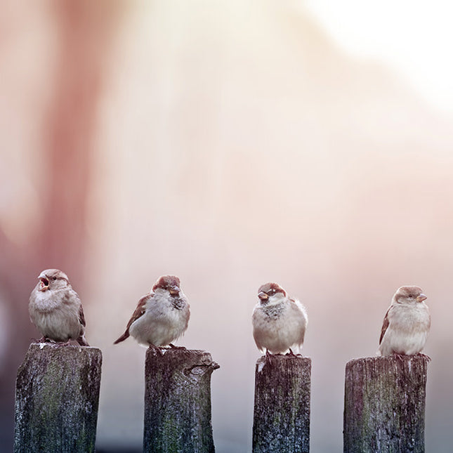 Aluart schilderij 'Sparrows in a row on a wooden fence'