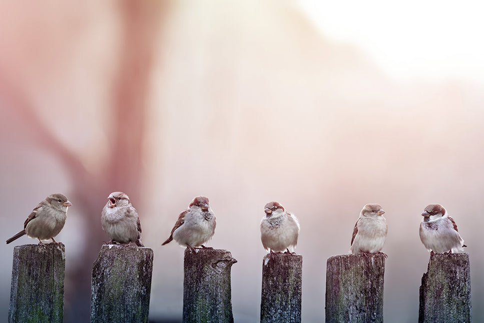 Schilderij 'Sparrows in a row on a wooden fence'