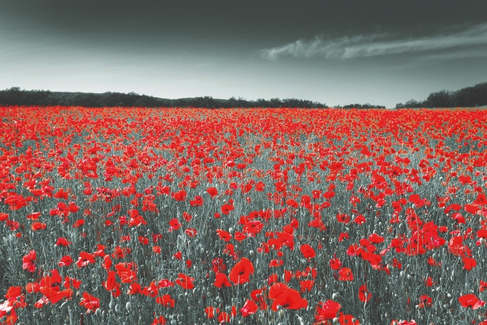 Schilderij 'De klaprozen veld'