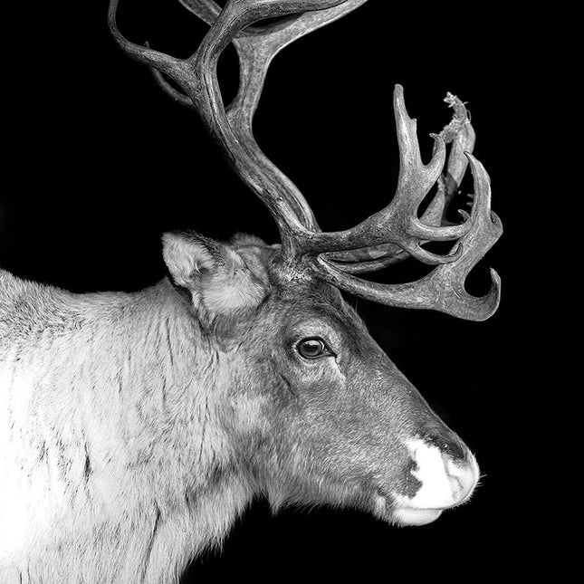 Aluart schilderij 'Reindeer with big sprouts'