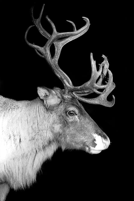 Schilderij 'Reindeer with big sprouts'
