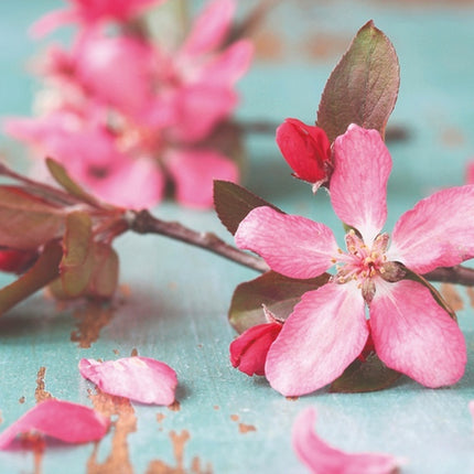 Aluart schilderij Mondiart 'Blossoms'