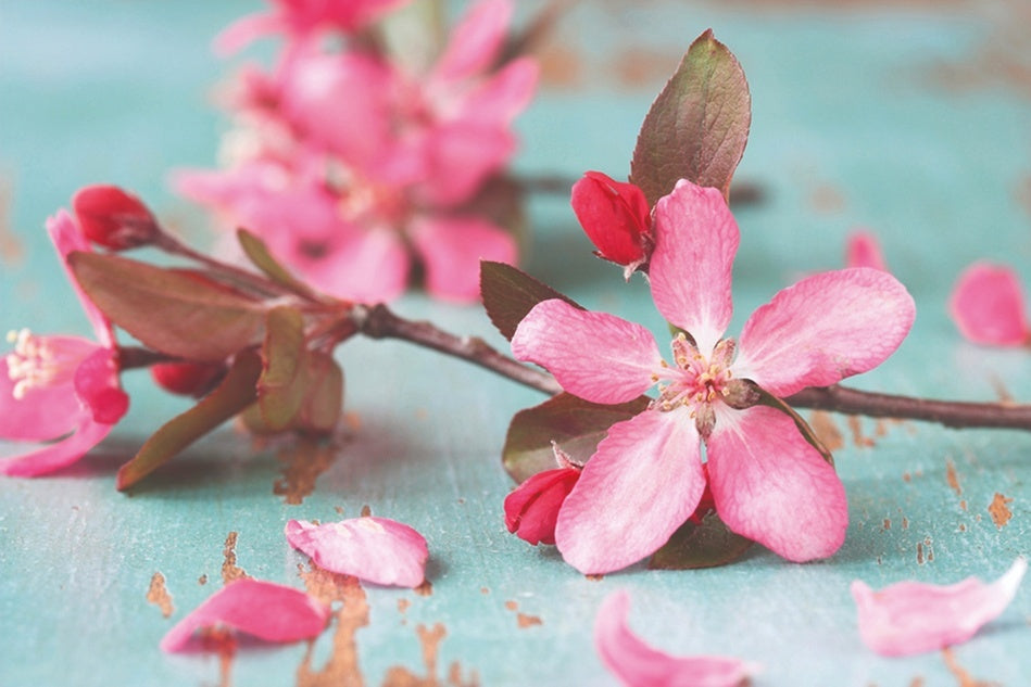 Schilderij  'Blossoms'