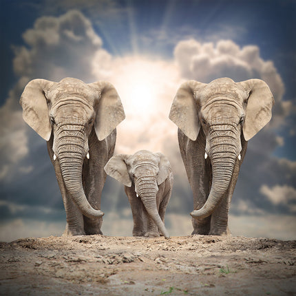 Aluart schilderij 'Elephant family on the road'