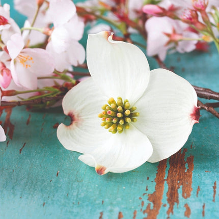 Aluart schilderij Mondiart 'Cornus'