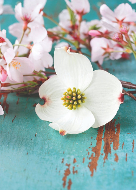 Schilderij  'Cornus'
