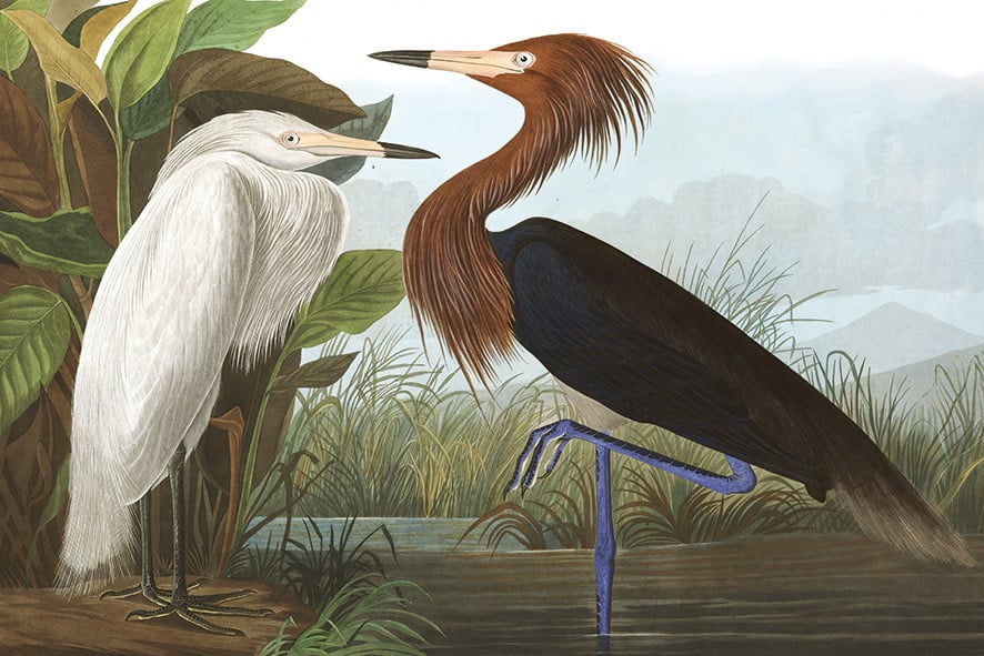 Wandkleed 'the Vintage Birds'