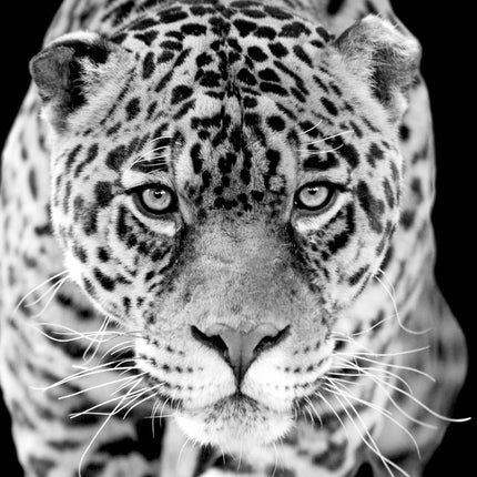 Aluart schilderij 'Jaguar'