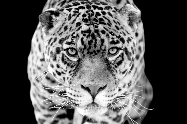Aluart schilderij 'Jaguar'