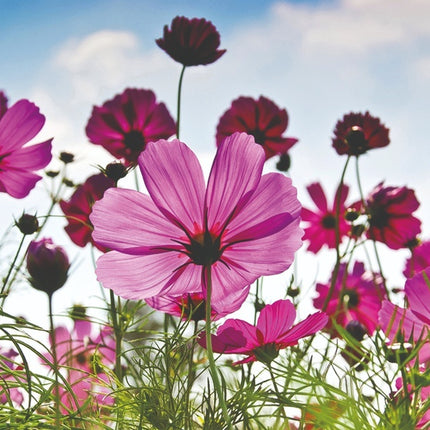 Aluart schilderij 'Cosmea'