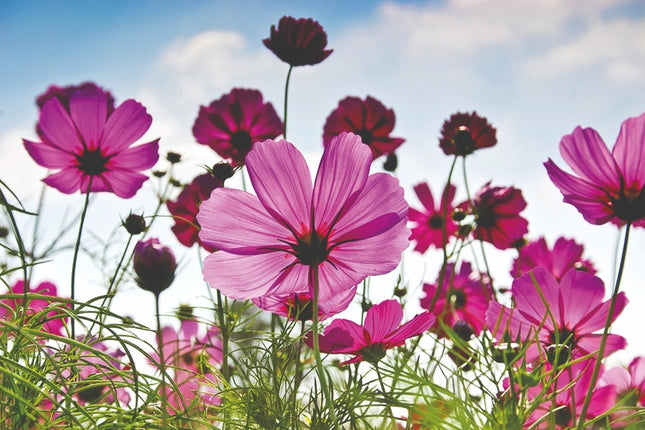 Aluart schilderij 'Cosmea'