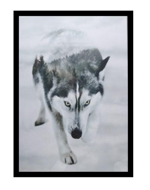 Ingelijste poster 'Husky'