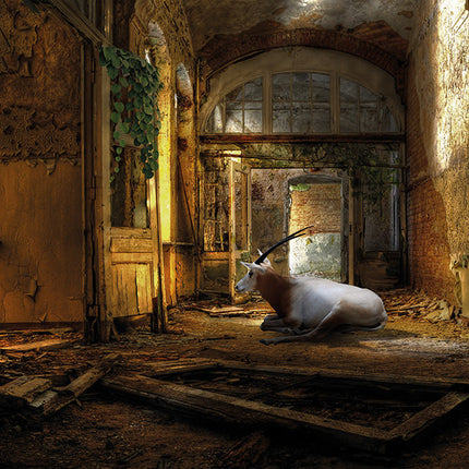 'Goat in abandoned building'
