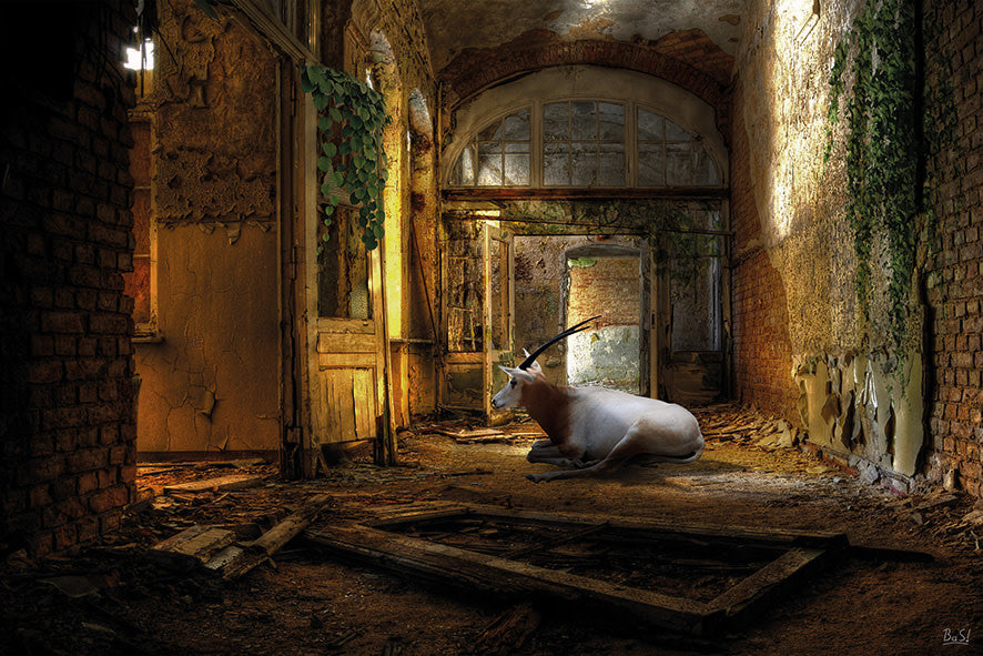 'Goat in abandoned building'