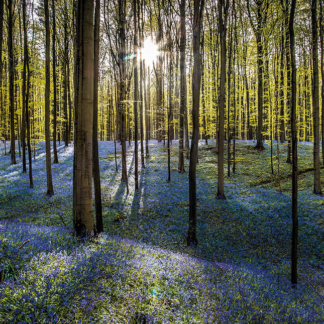 Aluart schilderij 'Hallerbos'