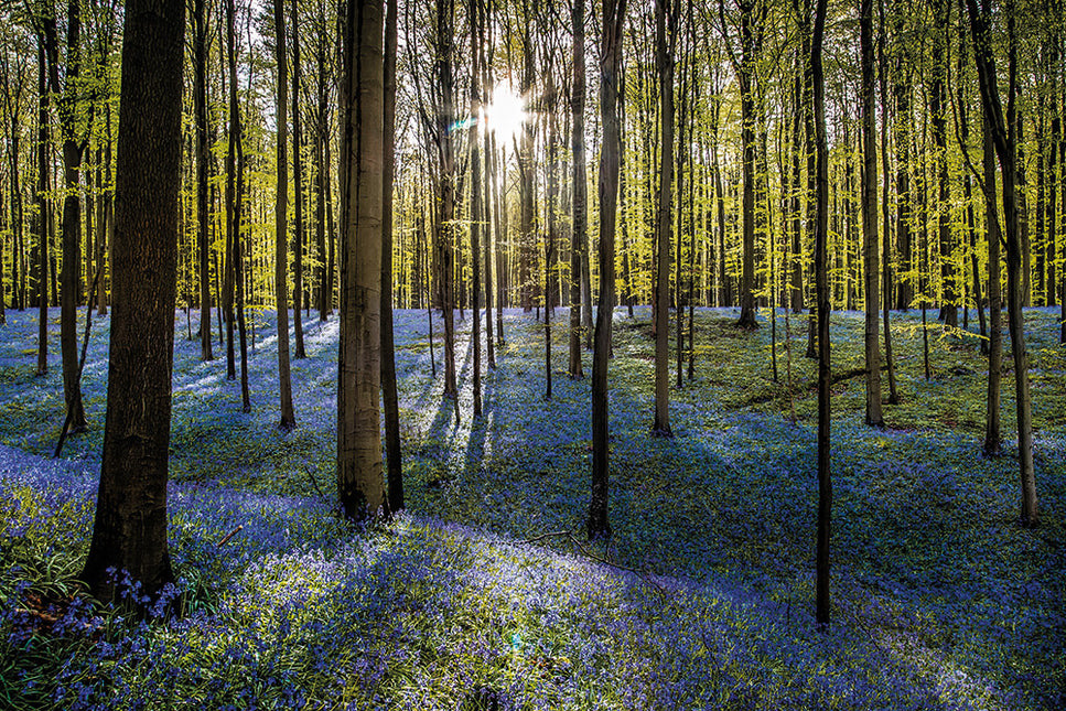 Schilderij 'Hallerbos'