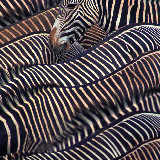 Aluart schilderij 'Kudde Zebra's'