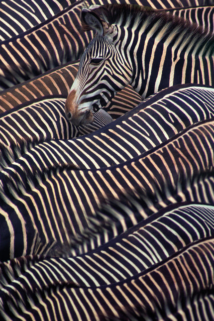 Schilderij 'Kudde Zebra's'
