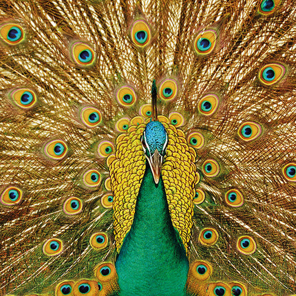 Aluart schilderij 'Peacock'