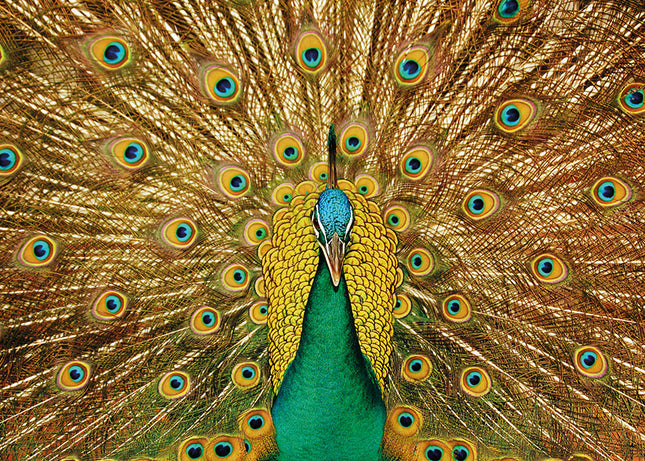 Aluart schilderij 'Peacock'