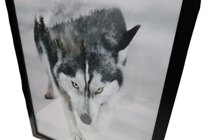 Ingelijste poster 'Husky'