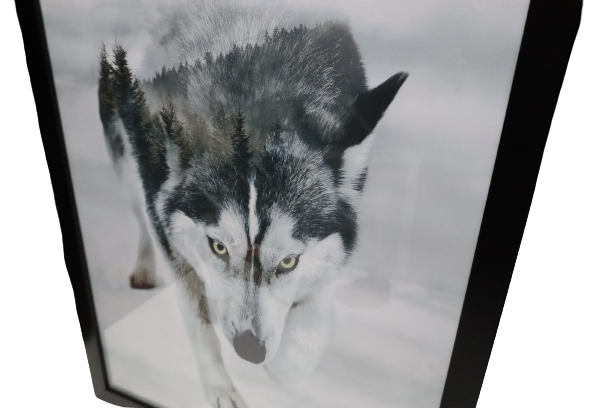 Ingelijste poster 'Husky'