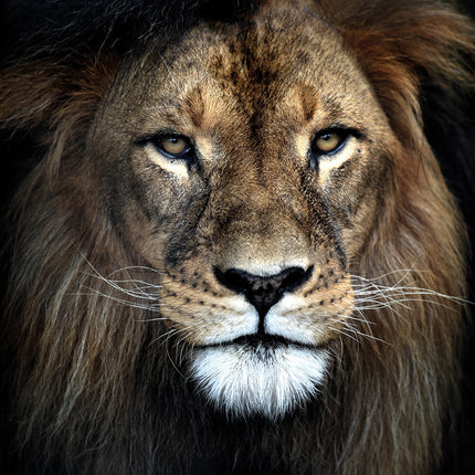 Aluart schilderij 'Strong Lion'