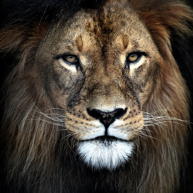 Aluart schilderij 'Strong Lion'