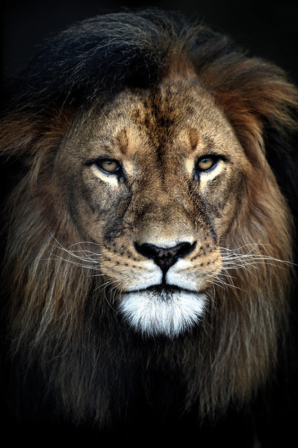 Schilderij 'Strong Lion'