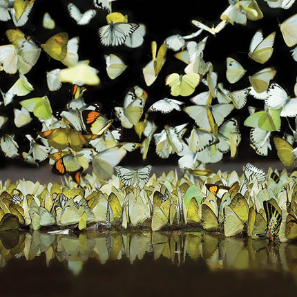 Aluart schilderij 'The Group Of Butterflies'