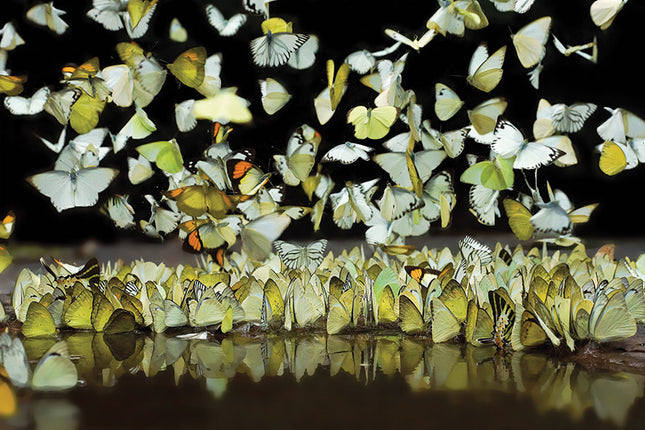 Aluart schilderij 'The Group Of Butterflies'