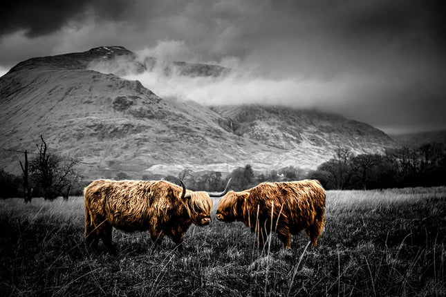 Aluart schilderij 'Schotse hooglanders in de natuur'