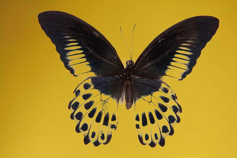 Schilderij 'Troides vlinder'