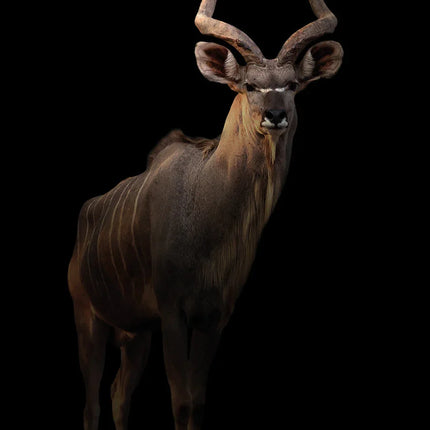 Kudu antilope met grote gedraaide hoorns en strepen op donkerrode vacht, geïsoleerd op zwarte achtergrond