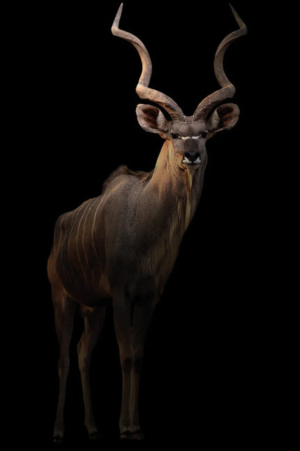 Kudu antilope met grote gedraaide hoorns en strepen op donkerrode vacht, geïsoleerd op zwarte achtergrond