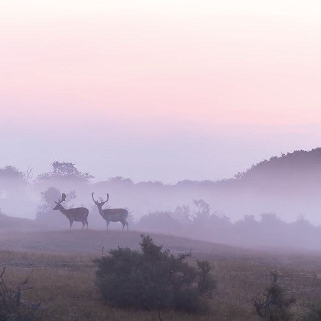 Aluart schilderij 'Morning walk'