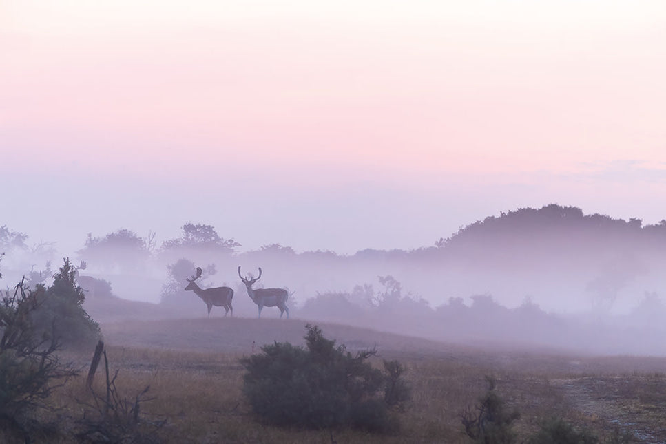 Schilderij 'Morning walk'